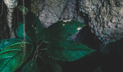 Detail of tropical roots and leaves in earth in Palenque, Chiapas, Mexico