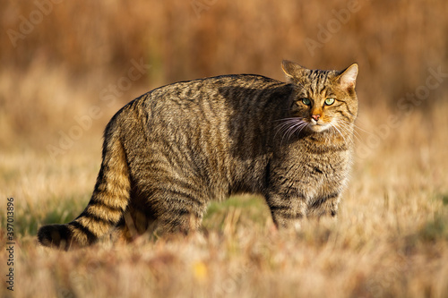 European Wildcat Felis Silvestris Hunting On The Dry Field In Autumn Alert Wildcat Staring And Observing The Surroundings Of The Grassy Meadow Tabby Cat With Beautiful Eyes In The Wilderness Wall Mural Wildmedia