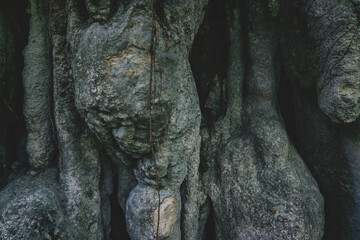 Closeup of tropical roots in earth in Palenque, Chiapas, Mexico