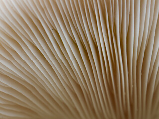 close up of mushroom
