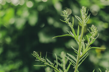 green plant background 