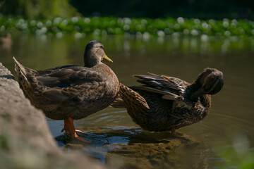 Enten