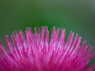 top of a pink thistle flower in my garden this summer with a dark green background 