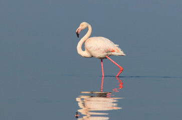 Wild african birds. One bird of pink african flamingo walking around the lagoon and looking for food.