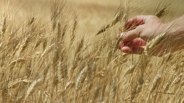 Farmer hand touching and checking quality of ripe ears of wheat ready to harvest