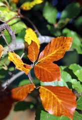 Beech leaves in Autumn colours