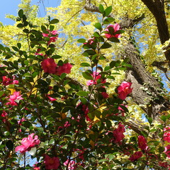 日本の秋の風景