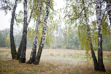 birch grove in summer, sometimes white-trunked slender beautiful trees