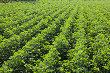 Flowering cotton gardens that have not yet been cotton
