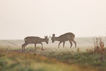 Two roe deer, capreolus capreolus, bucks standing against each other during territorial duel in...