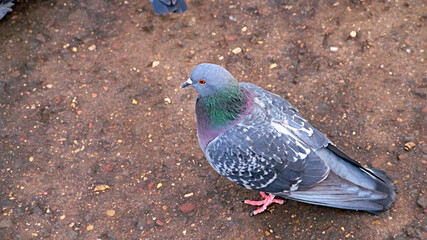 street pigeon goes on the asphalt, top view. color