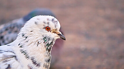portrait of a white street pigeon. blurred background. color