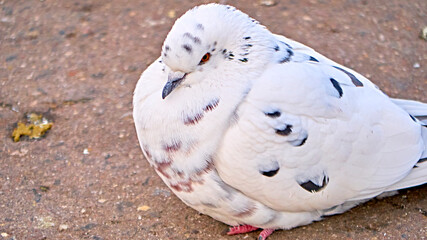 portrait of a white street pigeon. blurred background. color