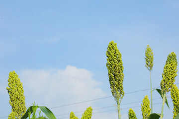 jowar grain or sorghum crop farm over blue sky background