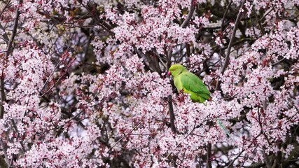 A green parrot eating flowers in tree full of cherry blossoms