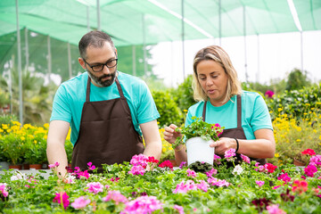 Two experienced gardeners discussing methods of planting flowers. Blonde woman holding pot with...