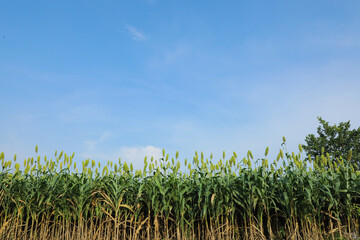 Fototapeta premium jowar grain or sorghum crop farm over blue sky background