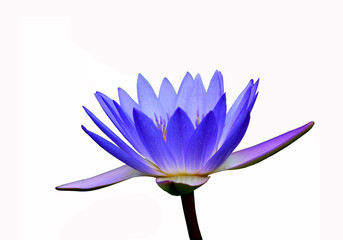 Lotus flower. Beautiful water lily close-up of blue and lilac color. On a white background. Isolated. - 397017664