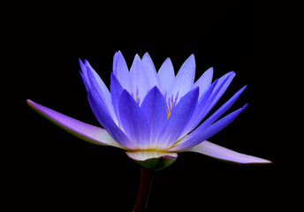 Lotus flower. Beautiful water lily close-up of blue and lilac color. On a black background. - 397017695