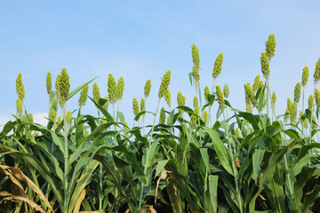 jowar grain or sorghum crop farm over blue sky background