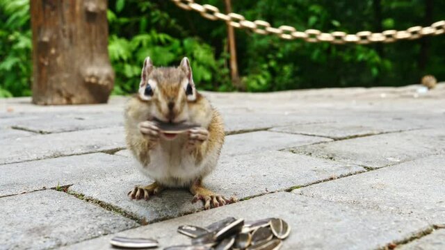 A chipmunk eating sunflower seeds on the ground