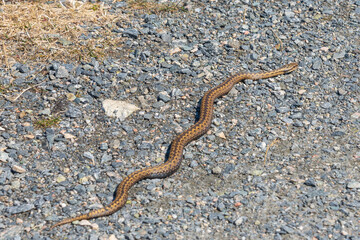 The European adder (Vipera berus)