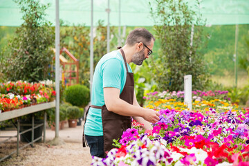 Fototapeta na wymiar Focused male gardener growing potted petunia plants. Grey-haired middle-aged man in glasses wearing shirt and apron checking blooming flowers in greenhouse. Commercial gardening and summer concept