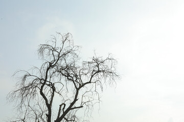 Fototapeta na wymiar Branch of dead tree on sky background