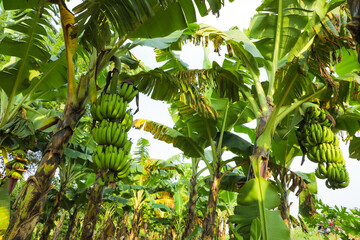 Banana tree with bunch of growing ripe green bananas