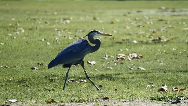 A grey heron walking on green grass coverd with fallen leaves