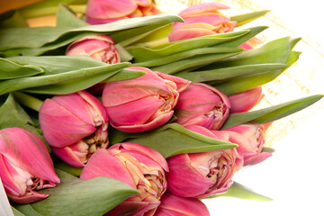 Fototapeta premium tulips