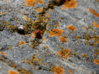 coccinelle  et lichens jaunes
