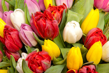 bouquet of tulips