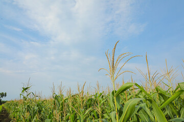 A green field of corn in india