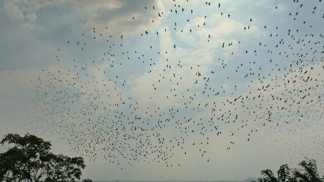 Low-angle shot of a flock of barn swallows flying in the sky in autumn