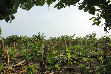 Fototapeta na wymiar collapse banana tree at field