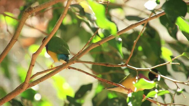 A pair of Gouldian finches in branch, Gould's finch or the rainbow finch, a colourful passerine bird that is native to Australia