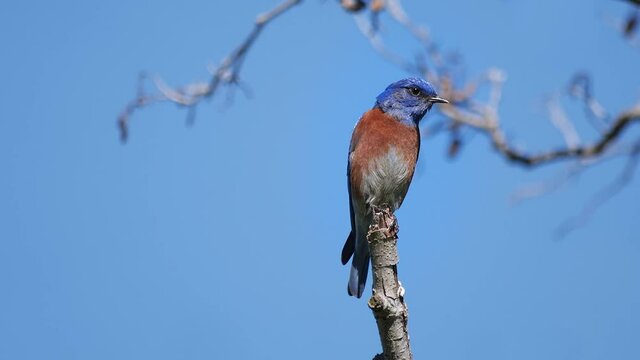 Low-angle shot of Eastern bluebird standing on tree branch, blue sky background