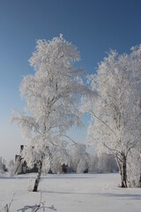 snow frost crystals on white branches trees in the forest Siberia in winter in the climate of Russia