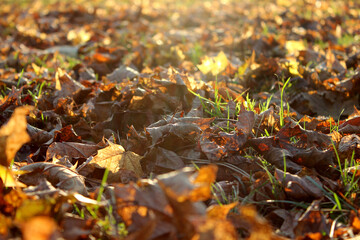 Closeup autumn scene with foliage