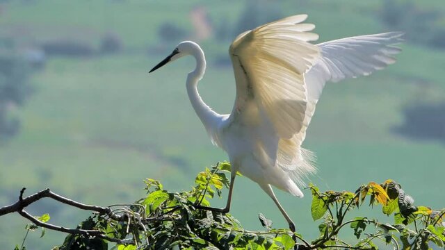 An egret on tip of the tree waving its wings and walking forward, slow motion
