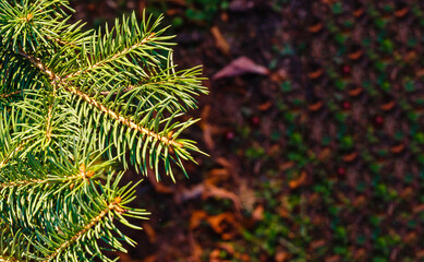  Closeup of Festively Decorated Outdoor Christmas tree with bright red balls on blurred sparkling fairy background. Defocused garland lights, Bokeh effect