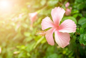 Hibiscus flowers on a green background among the green leaves in the garden.