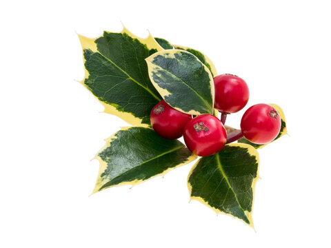 Close up of holly leaves with yellow edges and red berries isolated on white background