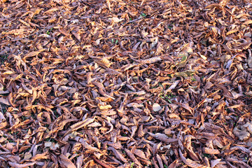 Background with fallen dry leaves