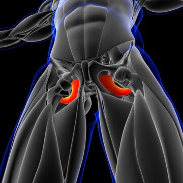 Obturator Externus Muscle Anatomy For Medical Concept 3D Illustration