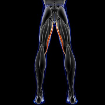 Gracilis Muscle Anatomy For Medical Concept 3D Illustration