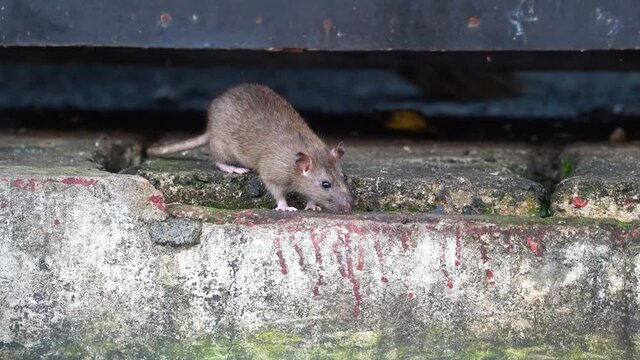 A sewer rat or rodent is finding food on dirty concrete ground in fresh market area. Animal life in town 4k footage.