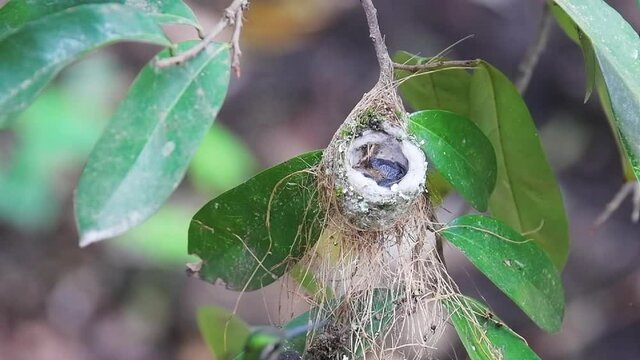 Hummingbird fledglings with the eyes closed and still in the nest. 