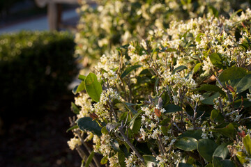 White Flowering Bush